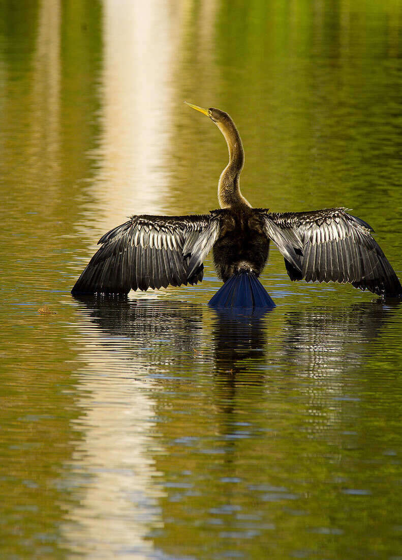 An anhinga (water turkey) in a pond at the Magnolia Plantation, Charleston, South Carolina