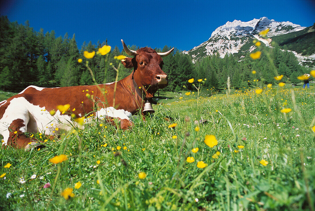 Healthy organic cow with cowbell in field with buttercups. Summer alpine meadow. Dachstein region. Austria
