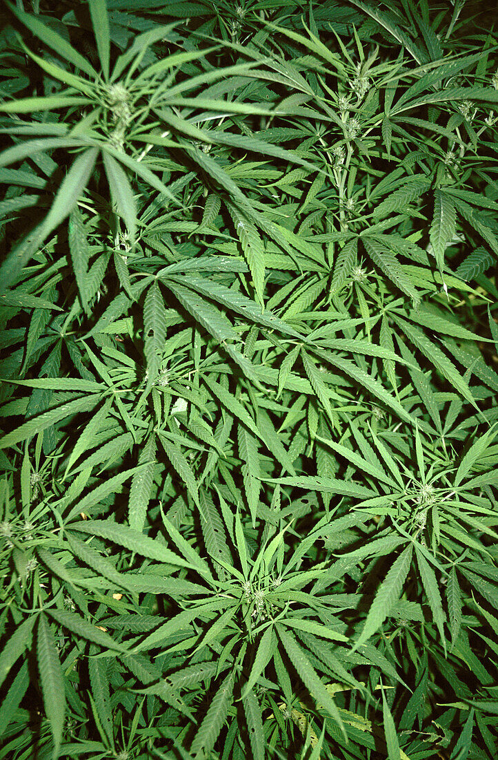 Wild Cannabis sativa (Hemp or Marijuana) is a weed growing in disturbed environments in the foothills of the Himalaya. Yunnan province. China