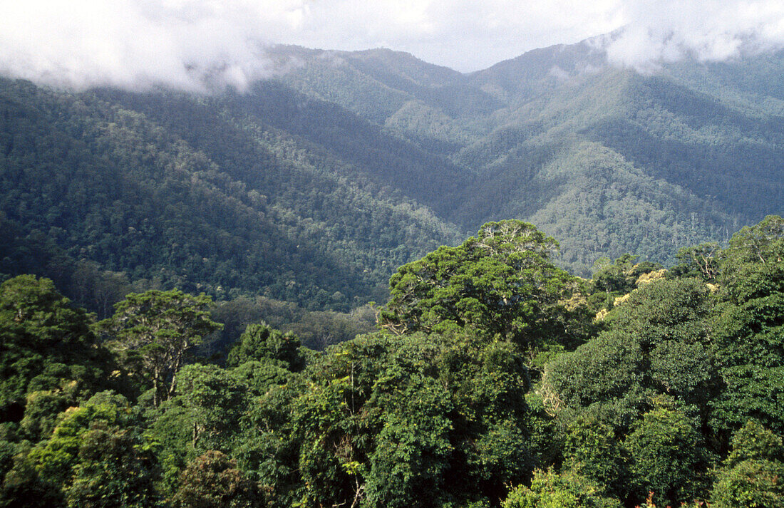 View of cool temperate rainforest canopy from the Skyway, Dorrigo National Park, New South Wales, Australia