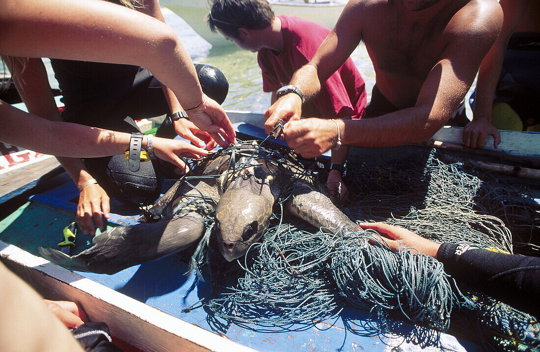 Endangered Olive Ridley sea turtle (Lepidochelys olivacea) being cut free from entangling fishing net, Wakatobi National Marine Park, Sulawesi, Indonesia