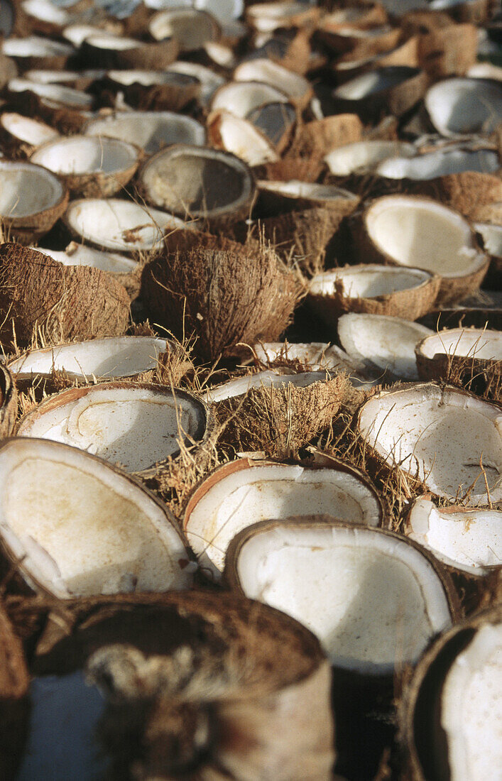 Husked coconut halves (Cocos nucifera) drying in the sun to make copra, Sulawesi, Indonesia.