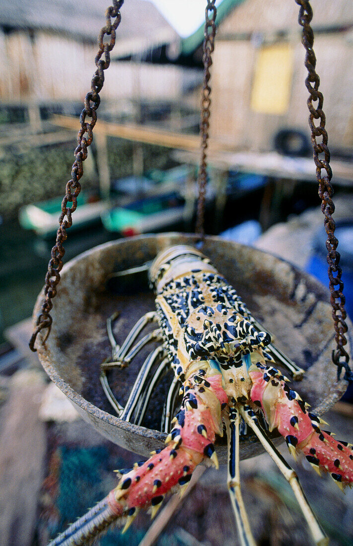 Painted crayfish (Panulirus ornatus) in the market at Sampela, Sulawesi, Indonesia.