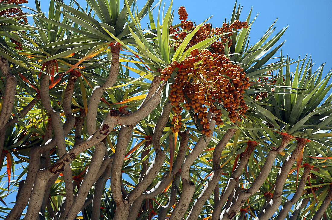 Dragons blood tree (Dracaena draco) with orange berries. Red sap of this tree was used by ancient egyptians as an ingredient in embalming fluid.