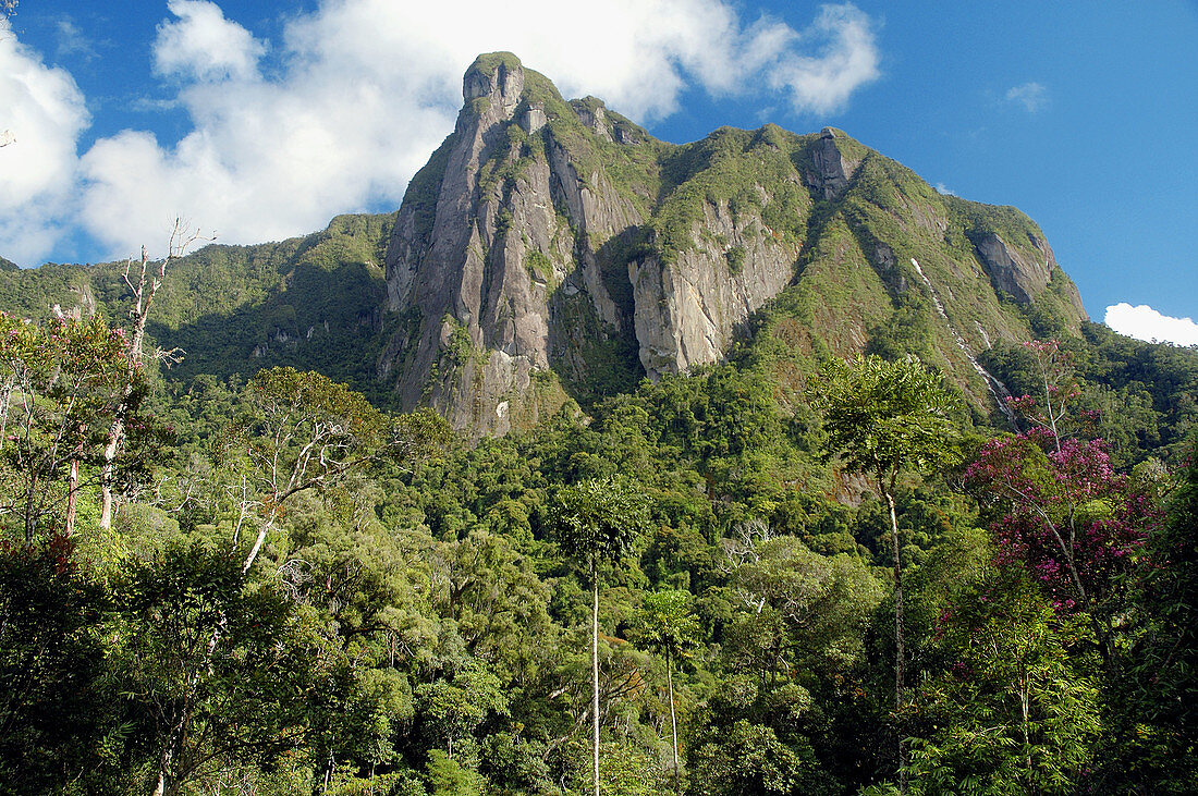 Magnificent clear view of rainforest-clothed Ambatotsondrona (Leaning Rock) from Camp II, Marojejy National Park, Madagascar