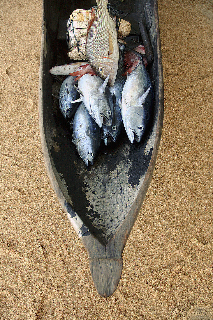Bow of old dugout canoe (pirogue) filled with the mornings catch of tuna and other fish, Masoala Peninsula, Antongil Bay, Madagascar