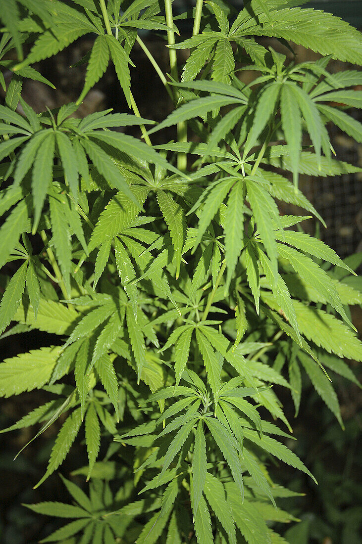 Marijuana (Cannabis sativa) plants, detail of leaves.