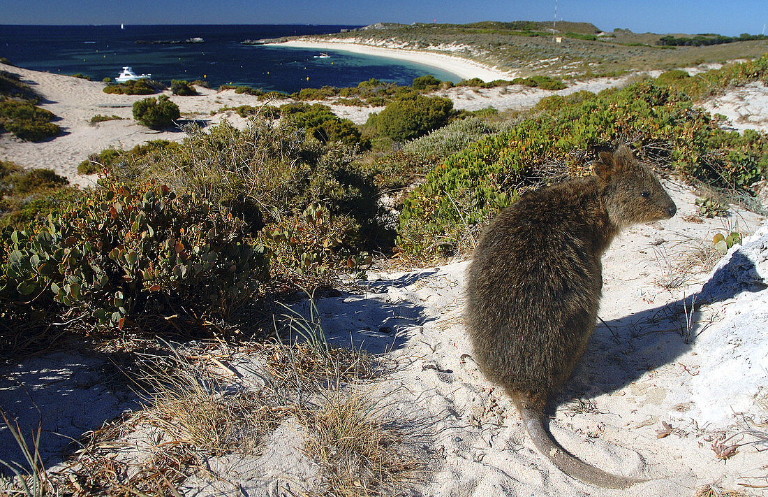 Quokka (Setonix brachyurus) near Catherine Bay, Rottnest Island, Western Australia