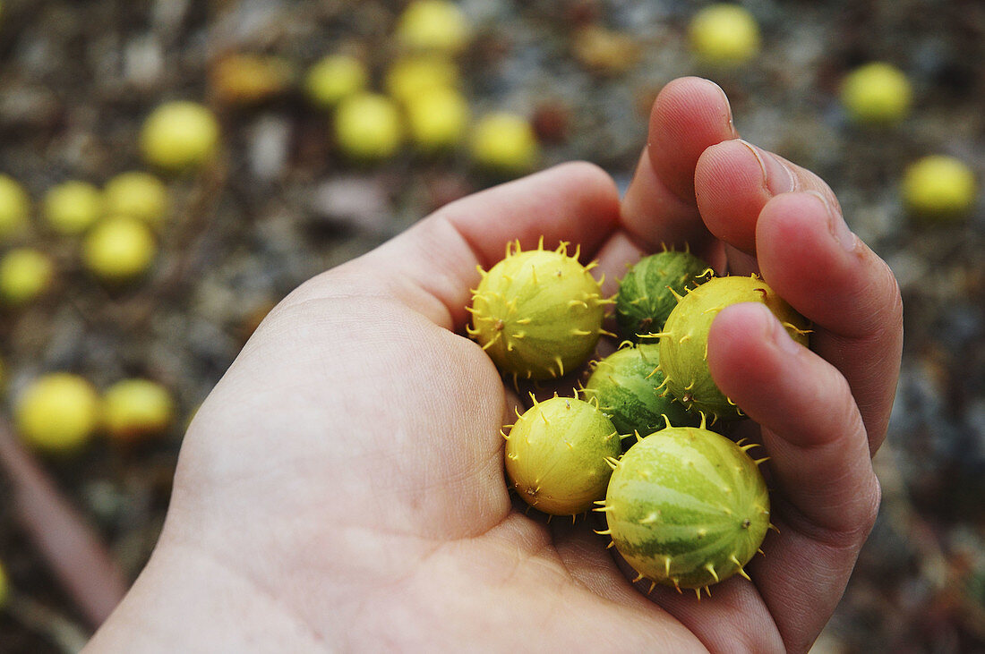 Bitter apple Citrullus colocynthis, mentioned in the Bible as a drastic purgative, with many other traditional uses in its native North Africa.