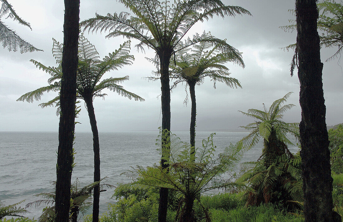 Tree ferns on the wiild west coast of the South Island, Jackson Bay Road, Tasman Sea, New Zealand