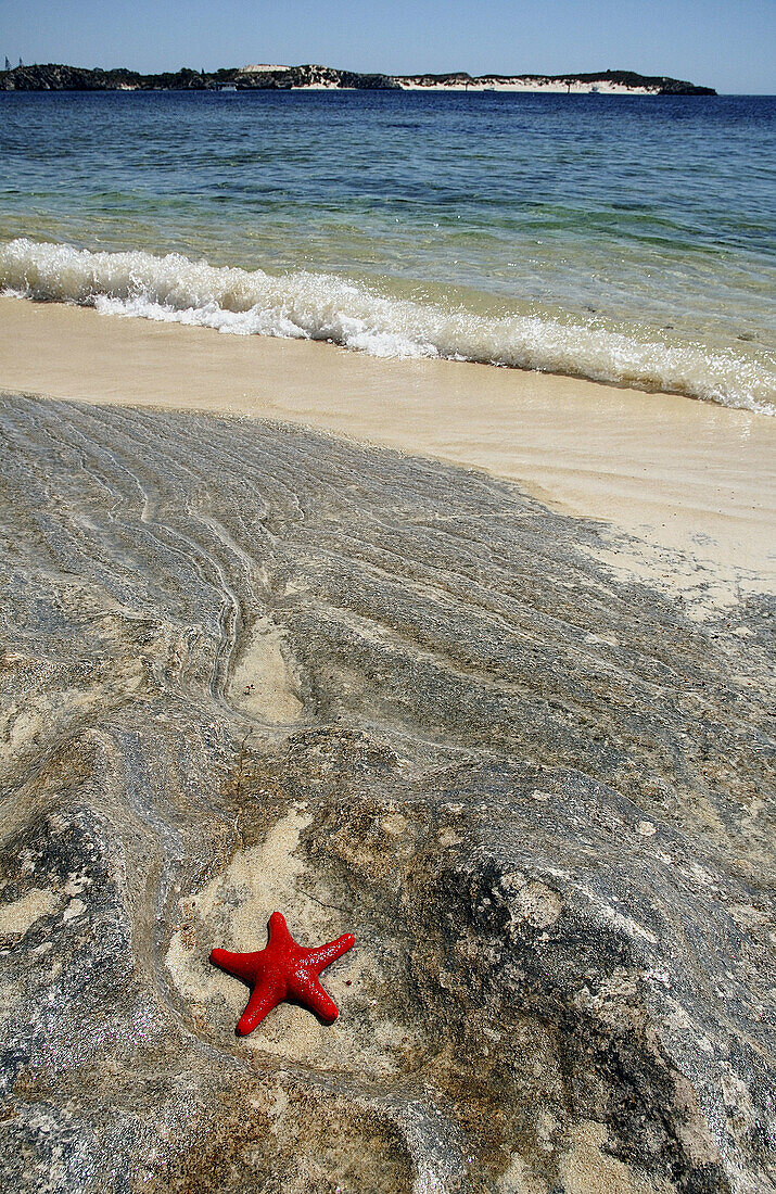 Red velvet starfish (Petricia vernicina) on the shore, Rottnest Island, Western Australia