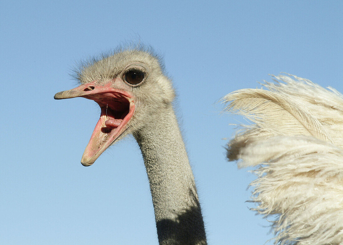 Ostrich (Struthio camelus). Dabis Farm, Helmeringhausen, Namibia