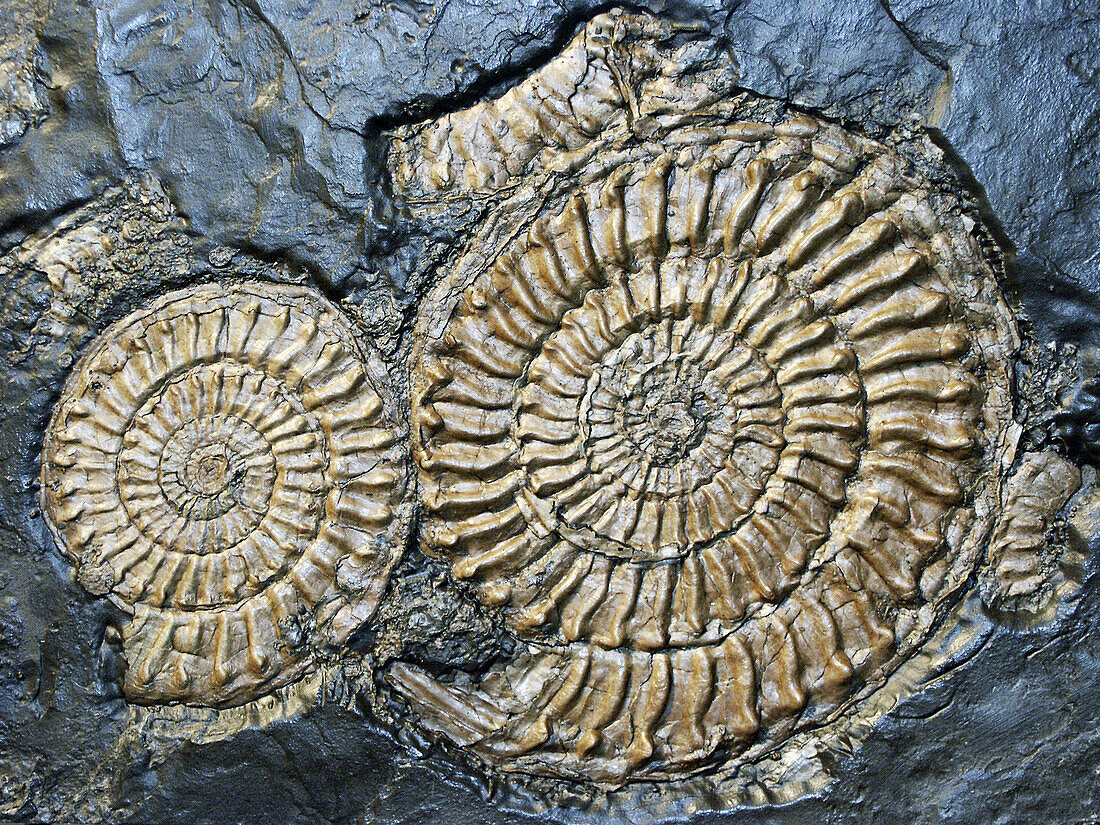 Fossils, strata of the Lias Period (Lower Jurassic or Black Jurassic sequence), England, UK