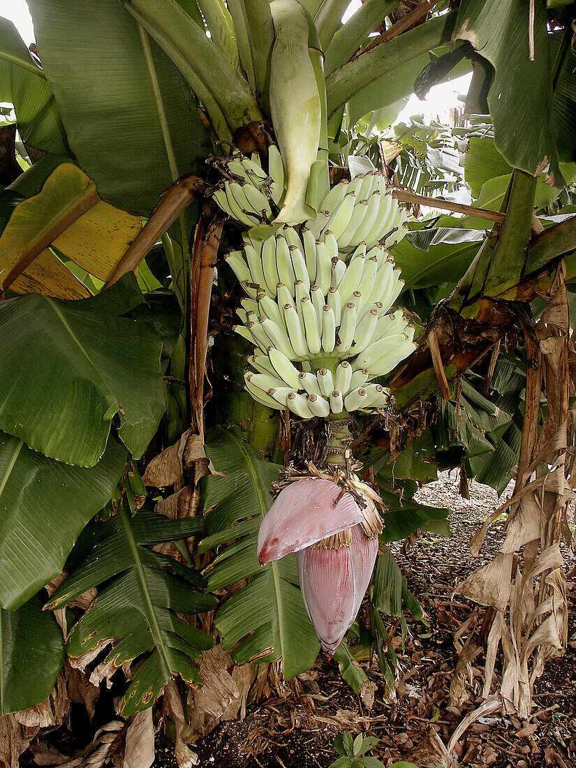 Florida Everglades, banana
