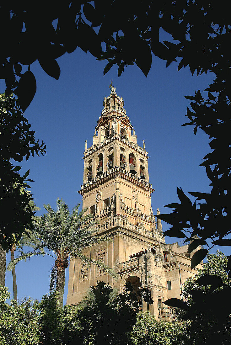 Patio de los Naranjos, courtyard and minaret tower of the Great Mosque, Córdoba. Andalusia, Spain