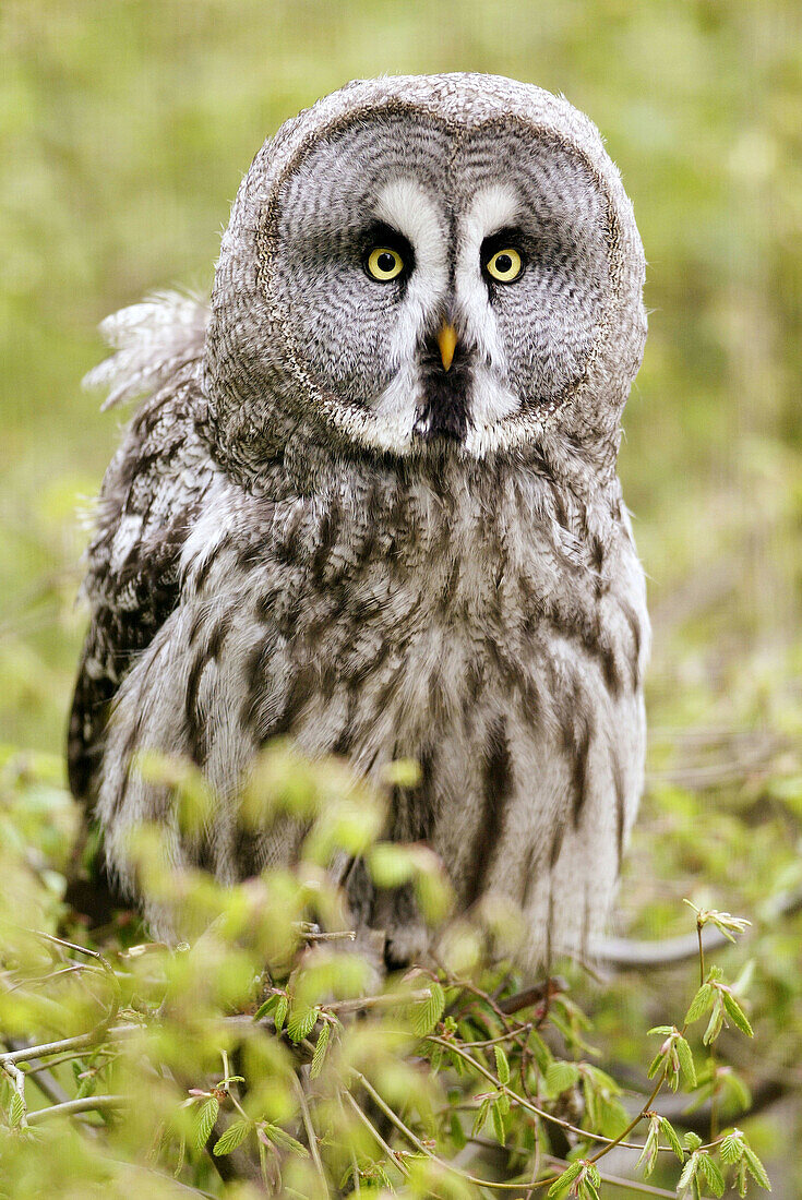 Great Gray Owl (Strix nebulosa). Captive, Germany