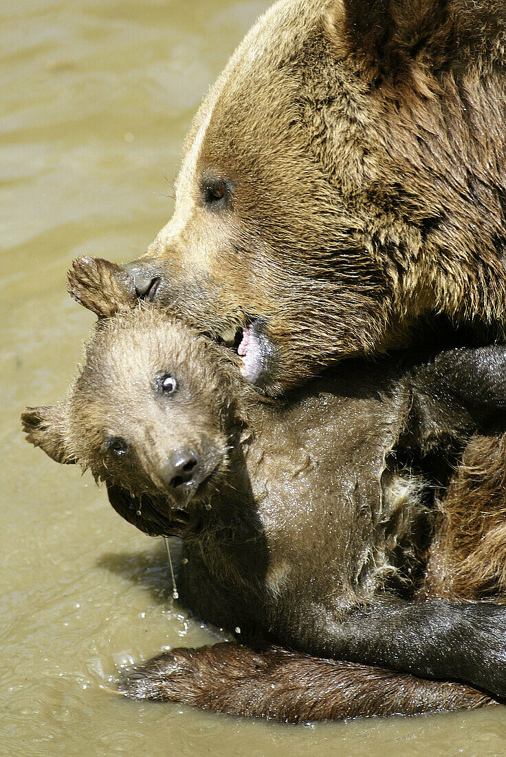 Brown Bear (Ursus arctos). Captive. Bayerischer Wald Nationalpark. Bavaria. Germany