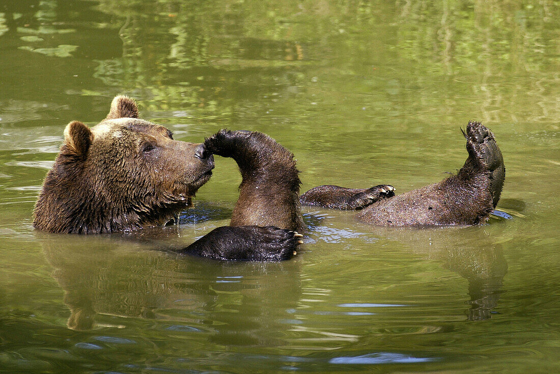 Brown Bear (Ursus arctos). Captive. Bayerischer Wald Nationalpark. Bavaria. Germany