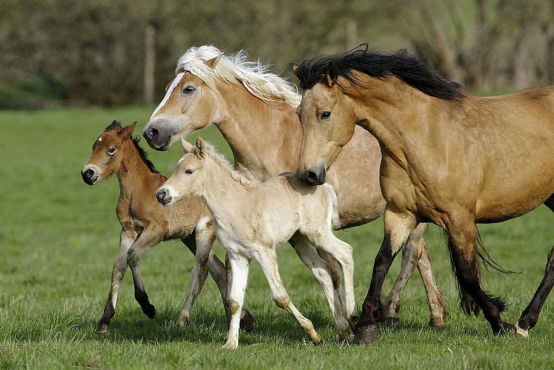 Haflinger horse. Adults and foals. Germany