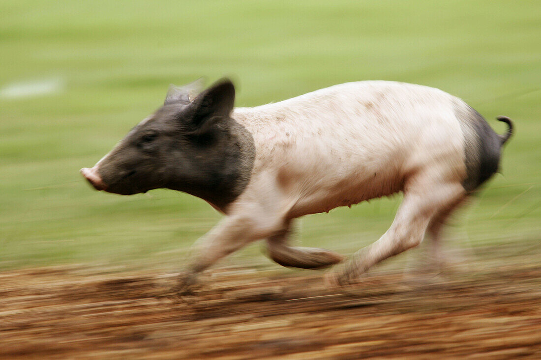 Domestic pig, piglet. Germany