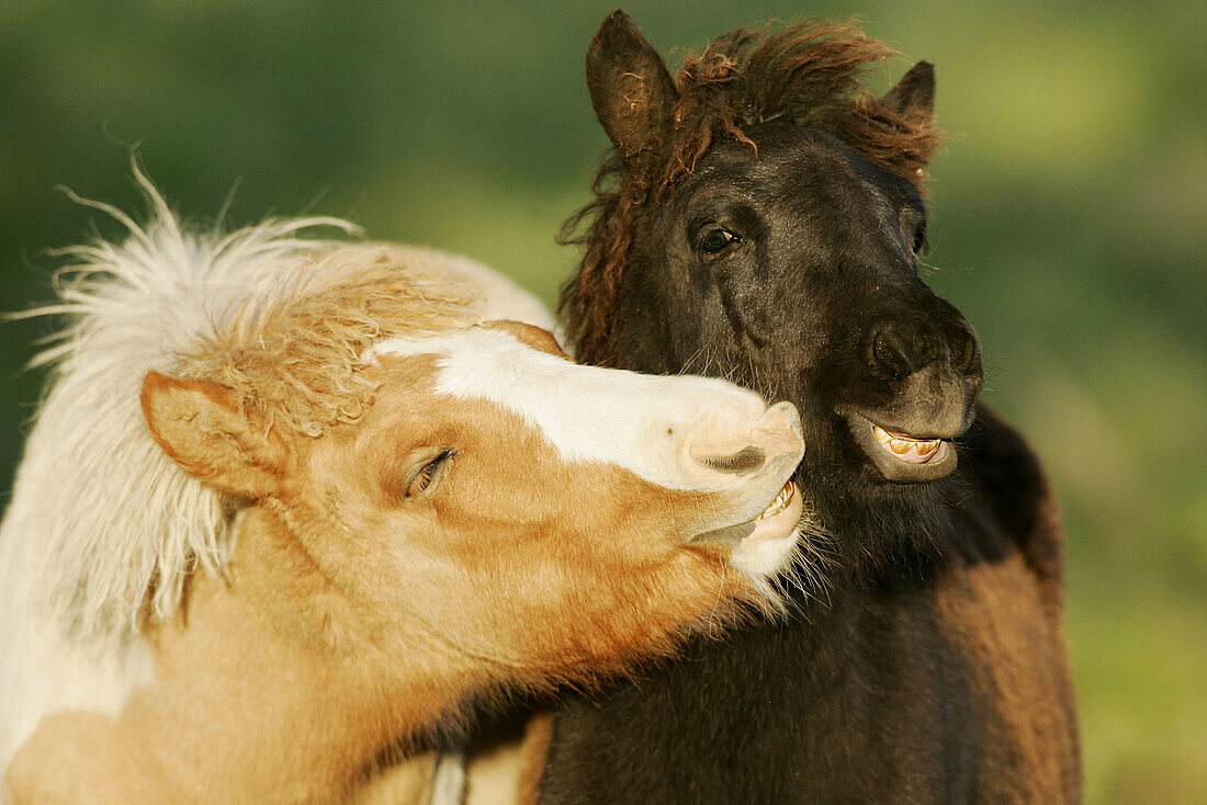 Icelandic horses, foals. Germany