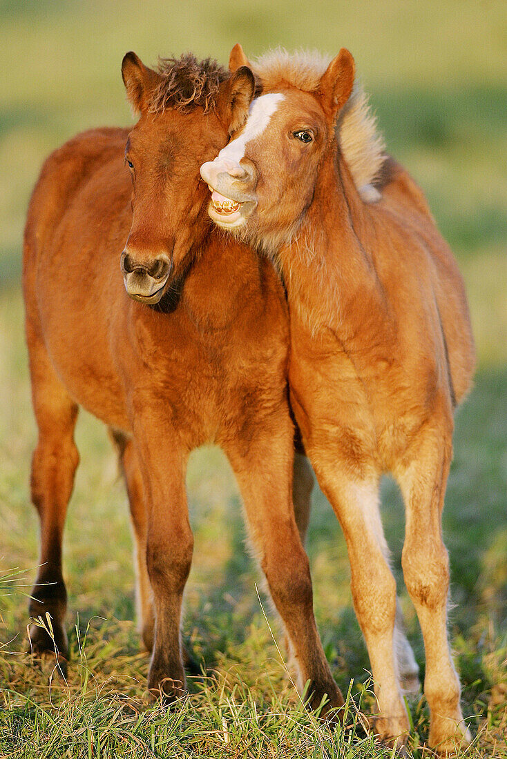 Icelandic horses, foals. Germany