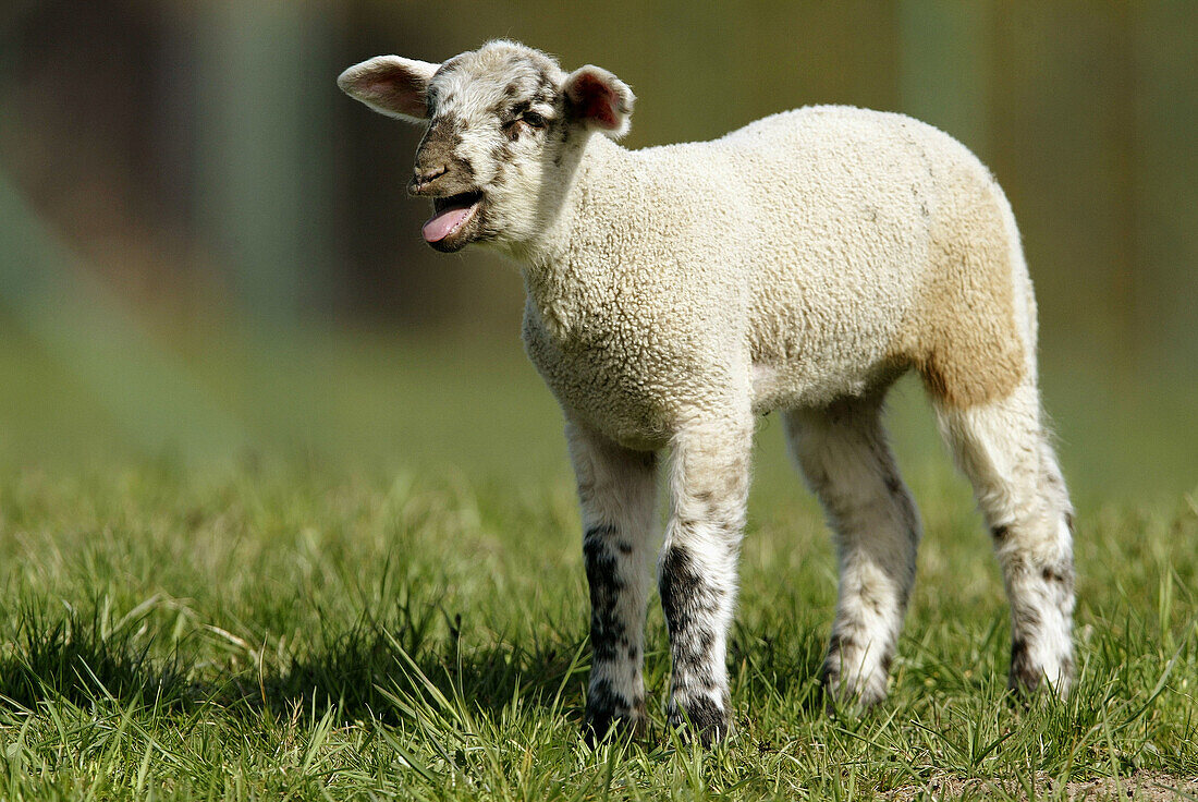 Merino Sheep, lamb