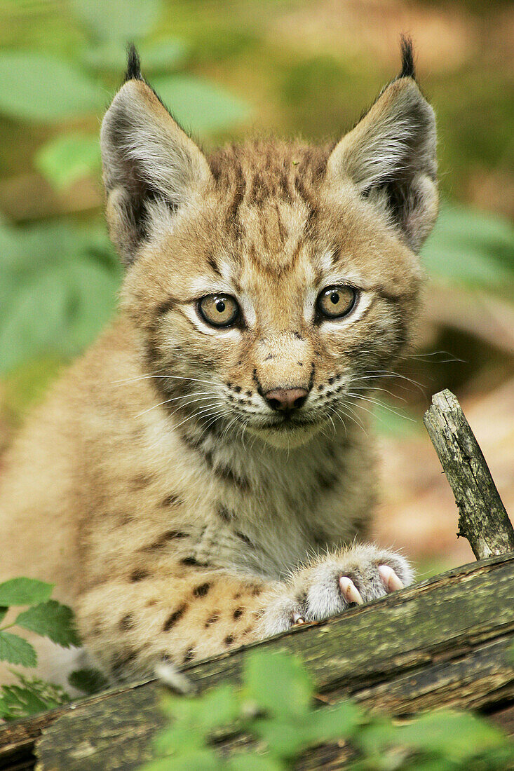 European Lynx (Lynx lynx) cub. Captive. Germany