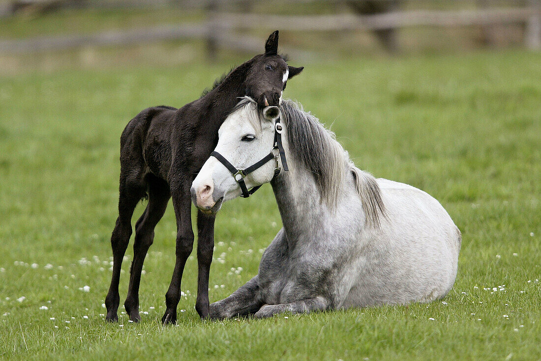 German Pony, foal