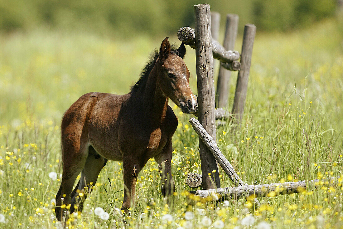 German Pony, foal
