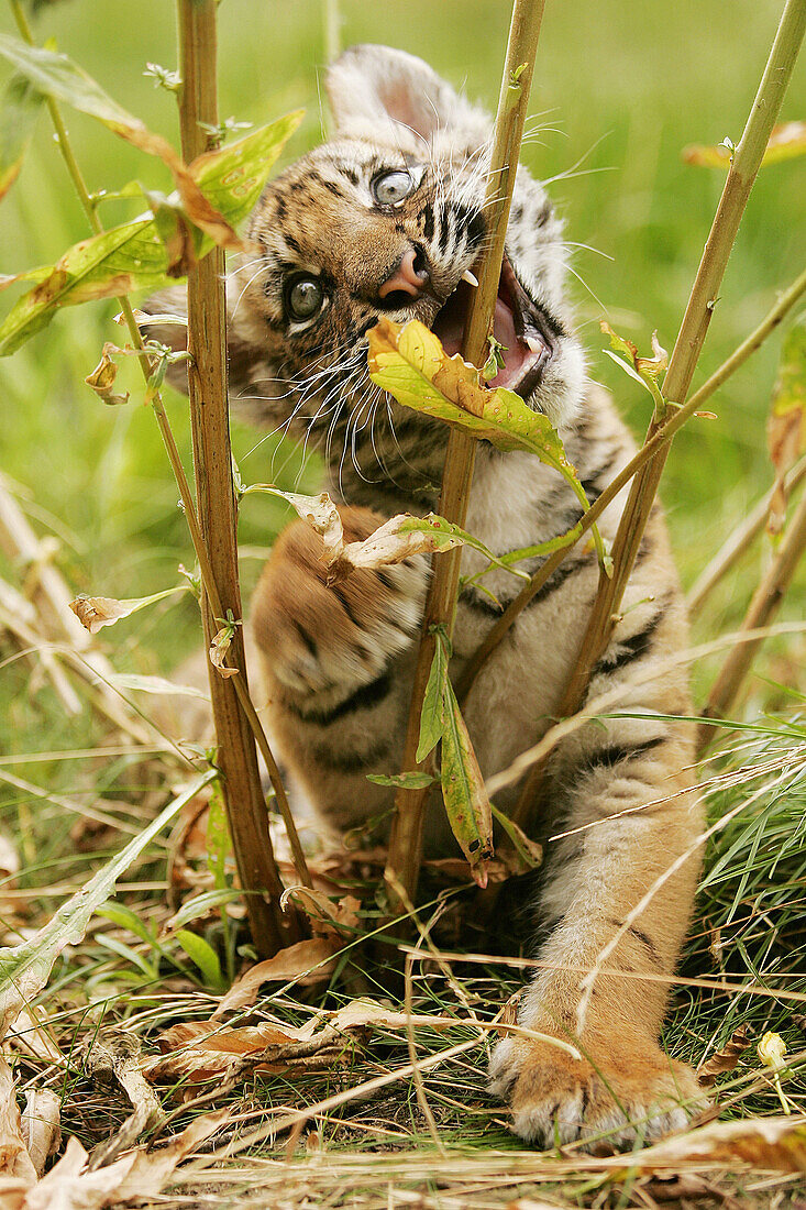 Sumatran Tiger (Panthera tigris sumatrae) 7 weeks old, endangered species. Captive
