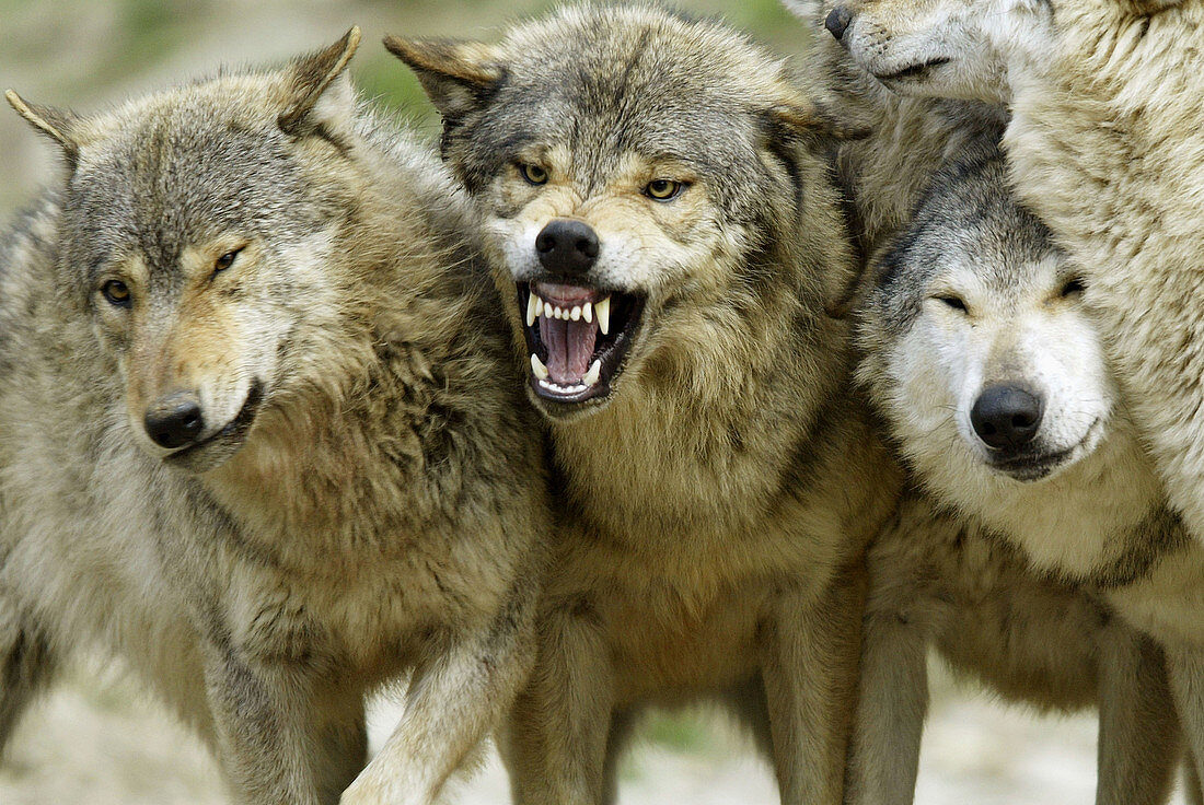 Wolves (Canis lupus). Captive