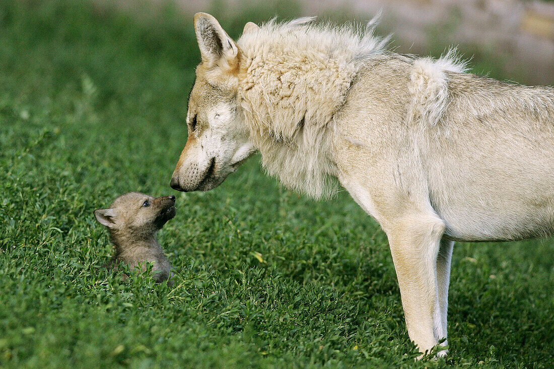 Adult Wolf (Canis lupus) with cub