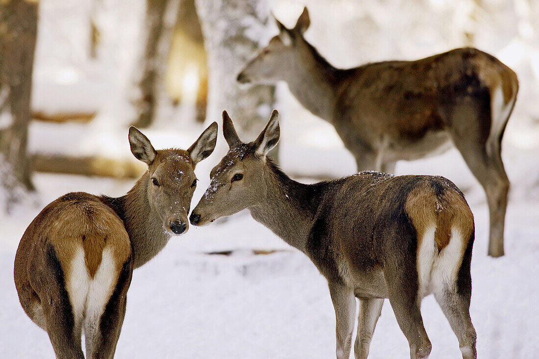 Red Deer (Cervus elaphus) female in winter