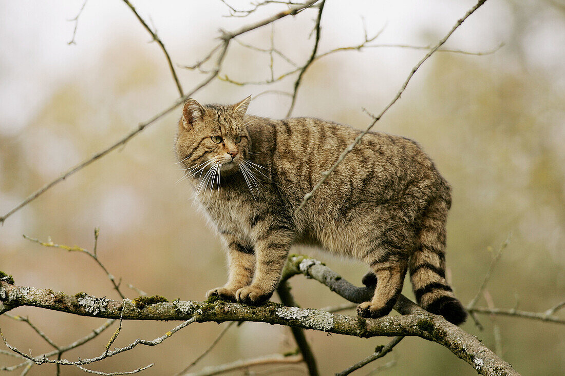 Common Wild Cat (Felis silvestris), captive