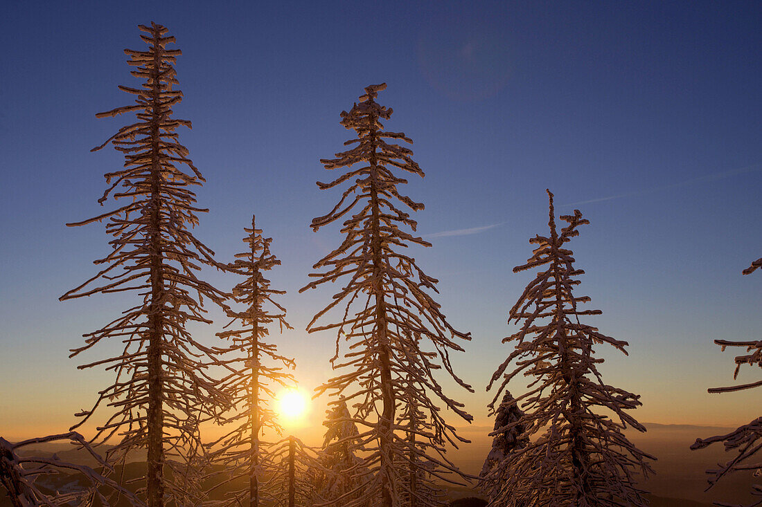 Snow-covered Spruce trees in sunset, Northern Blackforest, Baden-Württemberg. Germany