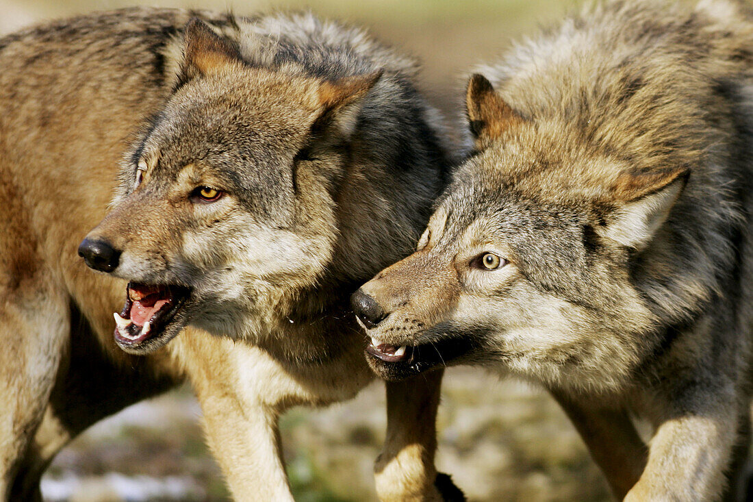 Wolves (Canis lupus). Captive
