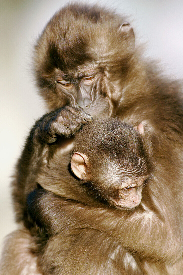 Gelada baboon (Theropithecus gelada). Captive, adult with cub