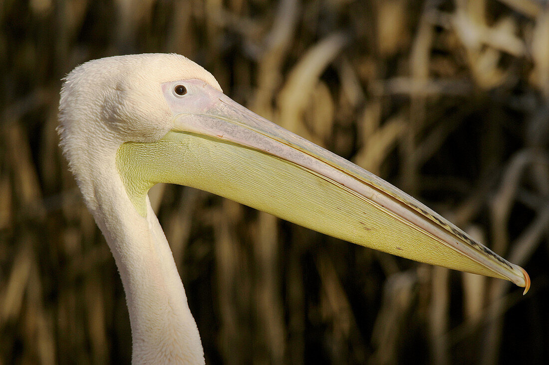White Pelican (Pelecanus onocrotalus), captive