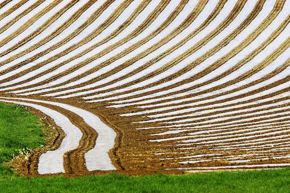 Vegetable field with plastic on it. Baden-Württemberg, Germany (April, 2005)