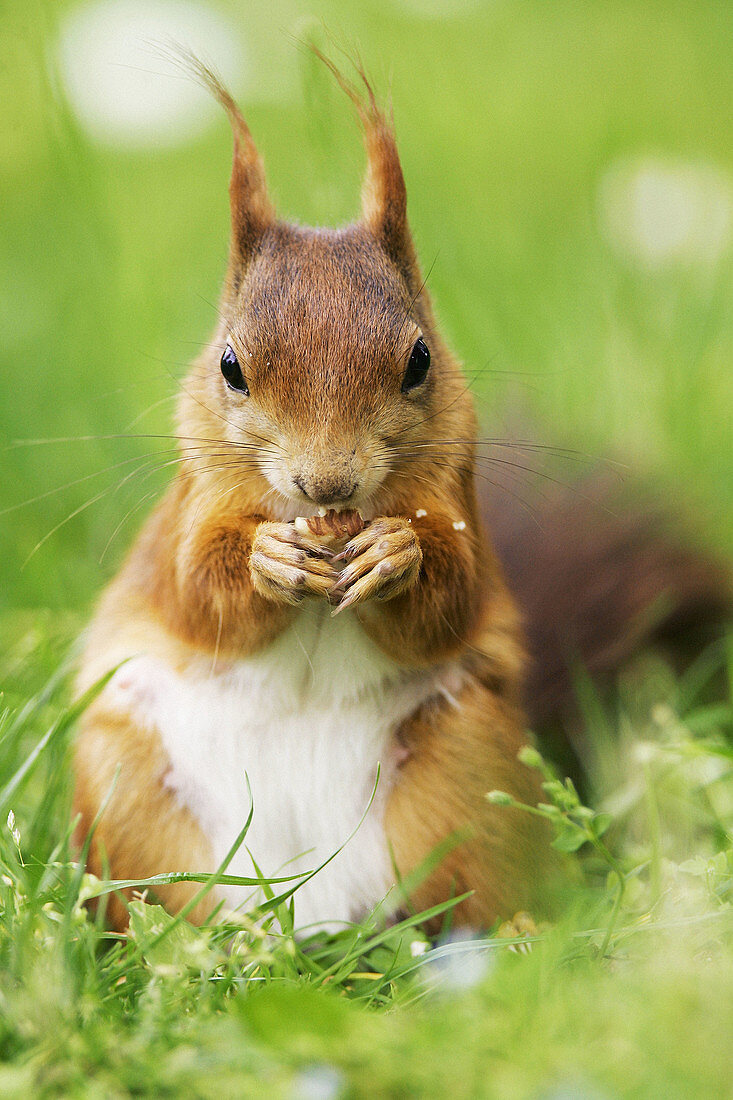 Red Squirrel (Sciurus vulgaris) eating a nut