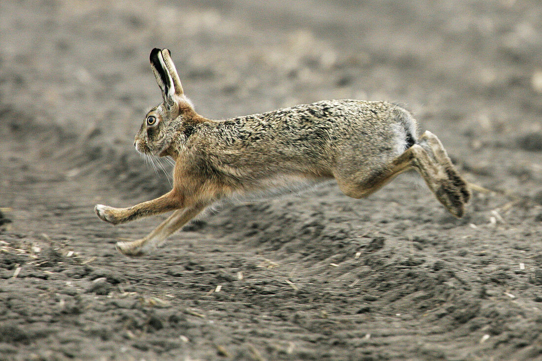 Brown Hare (Lepus europaeus). Austria