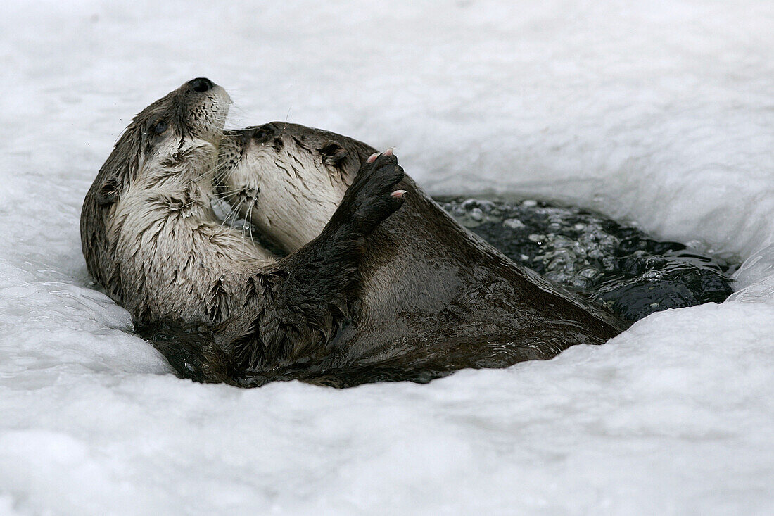 European Otter (Lutra lutra) playing in a icehole in winter, captive. Germany