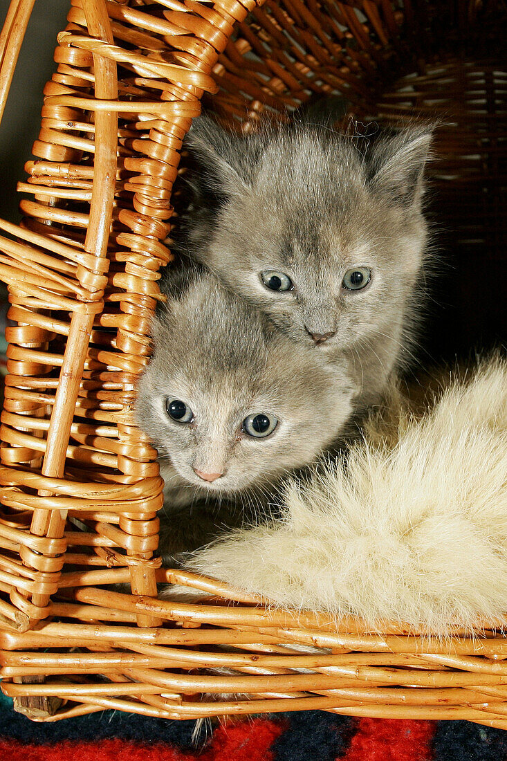 6 month old domestic cats