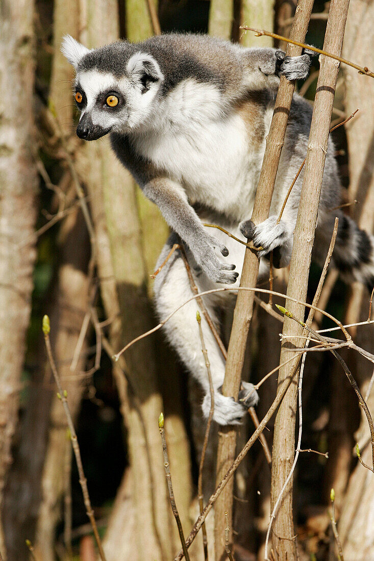 Ring-tailed Lemur (Lemur catta), captive. Germany
