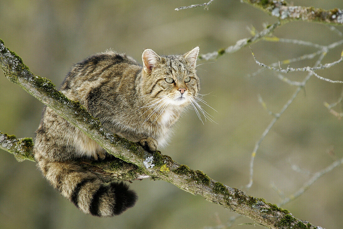 Wildcat (Felis silvestris), captive. Germany