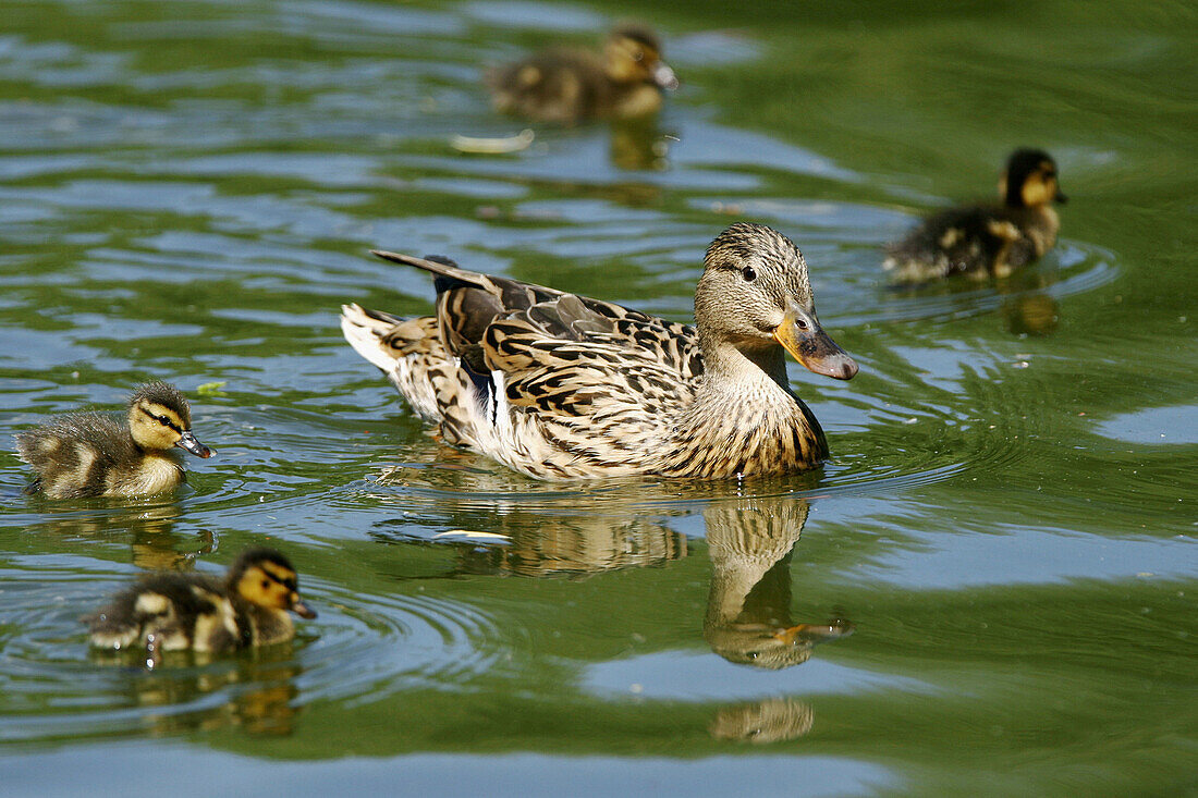 Mallard (Anas platyrhynchos), female with ducklings. Germany