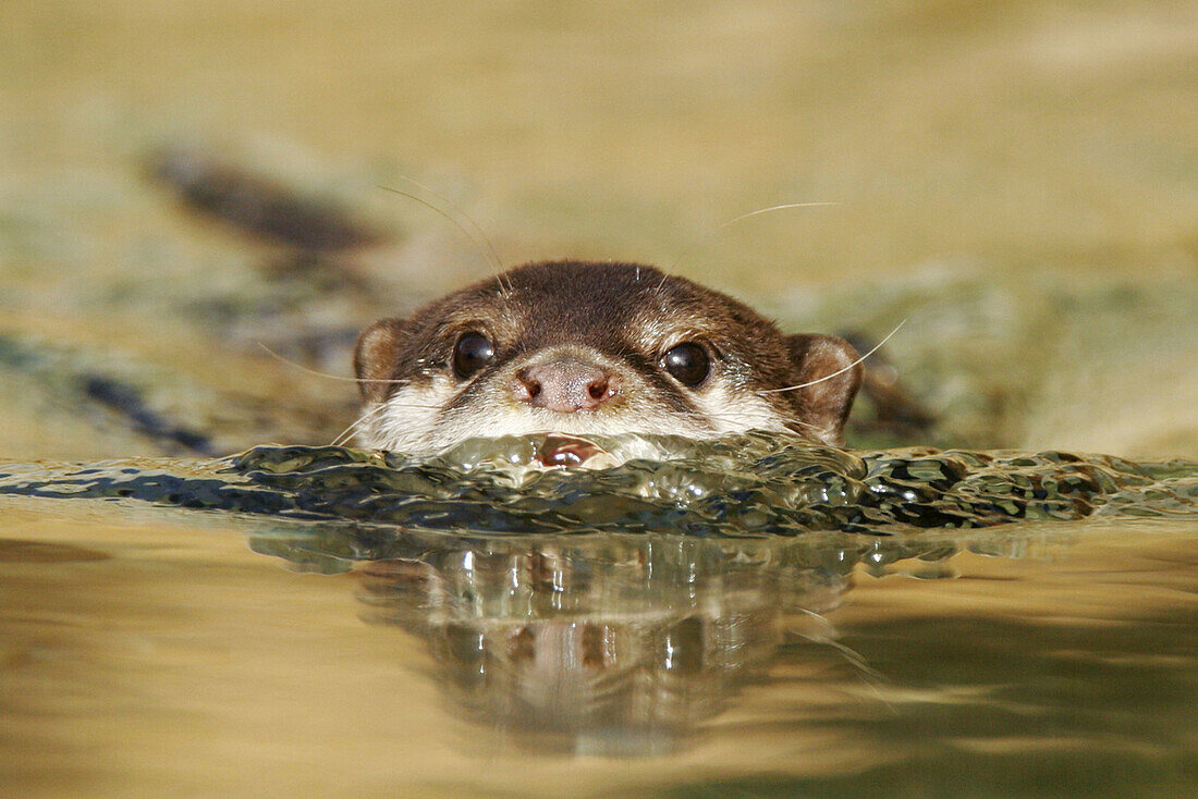 Asian Small-Clawed Otter (Aonyx cinerea) swimming, captive. Germany