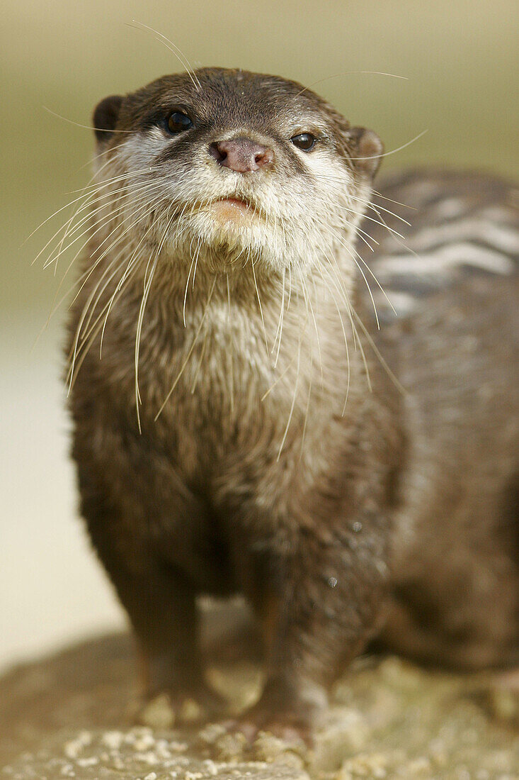 Asian Small-Clawed Otter (Aonyx cinerea), captive. Germany