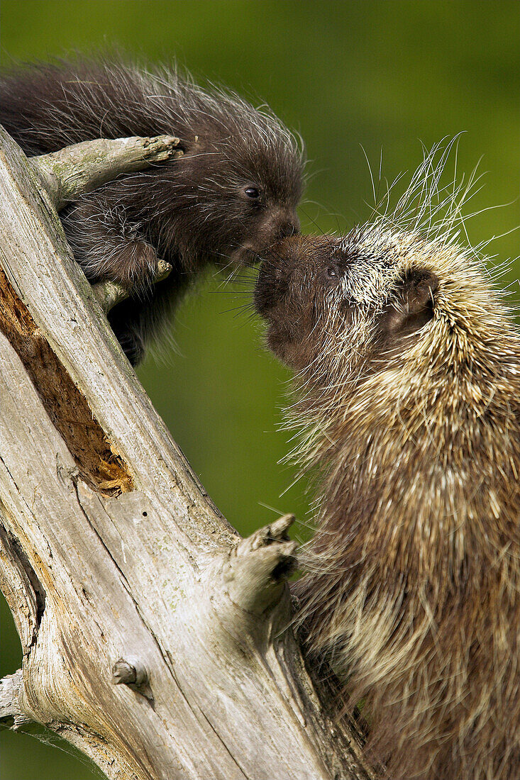 North American Porcupine (Erethizon dorsatum). Minnesota, USA